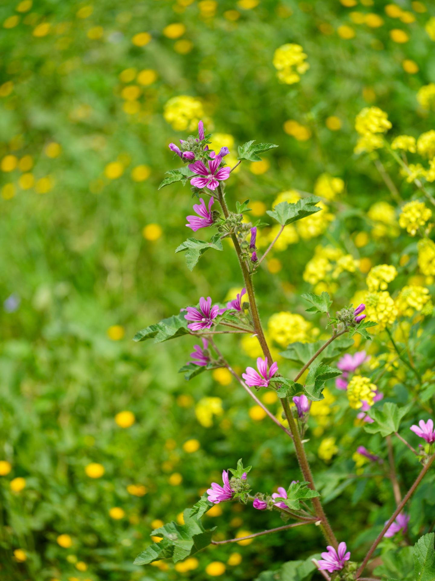 a field full of yellow and purple flowers